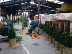 門松の製作と販売・通販「門松販売.com」の門松がお祓いを受けている写真